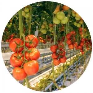 AQwaTech-waterbehandeling-tomaten